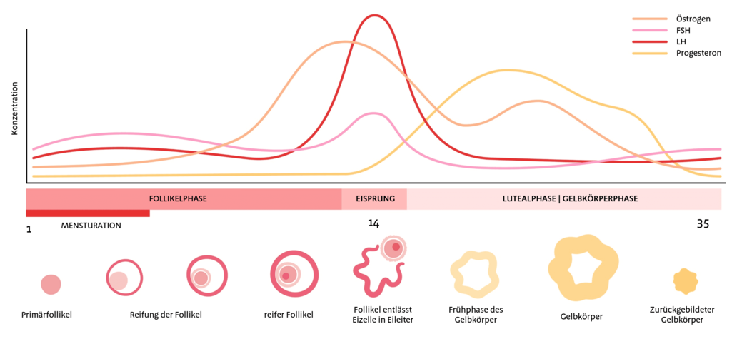 Infografik Hormonspiegel beim weiblichen Zyklus