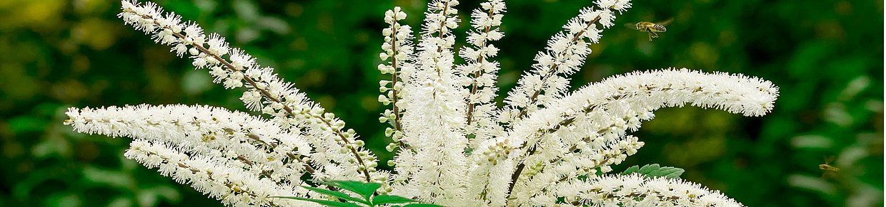 Header Behandlung mit Traubensilberkerze